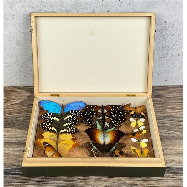Butterfly Specimens In Frame Entomology