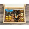Image 2 : Butterfly Specimens In Frame Entomology