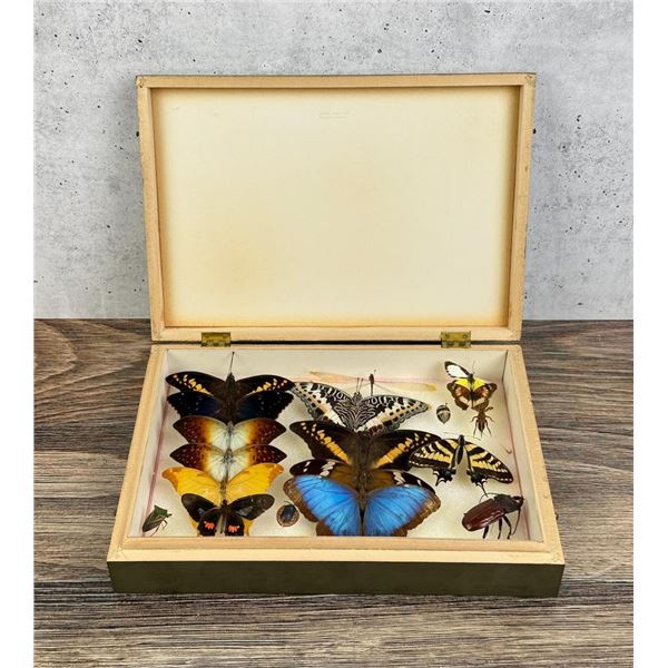 Butterfly Specimens In Frame Entomology