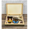 Image 1 : Butterfly Specimens In Frame Entomology