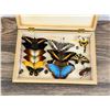 Image 2 : Butterfly Specimens In Frame Entomology