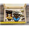 Image 3 : Butterfly Specimens In Frame Entomology