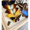 Image 4 : Butterfly Specimens In Frame Entomology