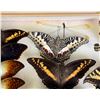 Image 5 : Butterfly Specimens In Frame Entomology