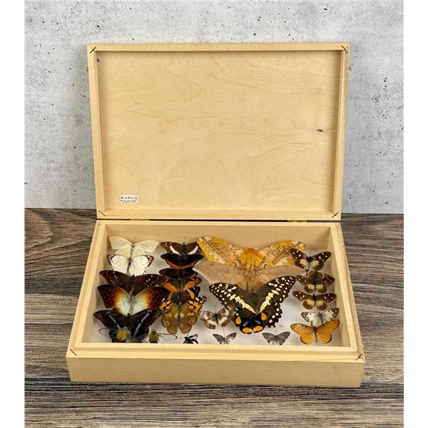 Butterfly Specimens In Frame Entomology