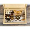 Image 2 : Butterfly Specimens In Frame Entomology