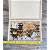 Image 4 : Butterfly Specimens In Frame Entomology