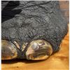 Image 8 : Trophy Room Taxidermy Elephant Foot Stool