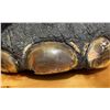 Image 9 : Trophy Room Taxidermy Elephant Foot Stool