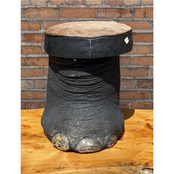 Trophy Room Taxidermy Elephant Foot Stool