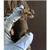 Image 6 : Madsen M47 Rifle Dug Condition