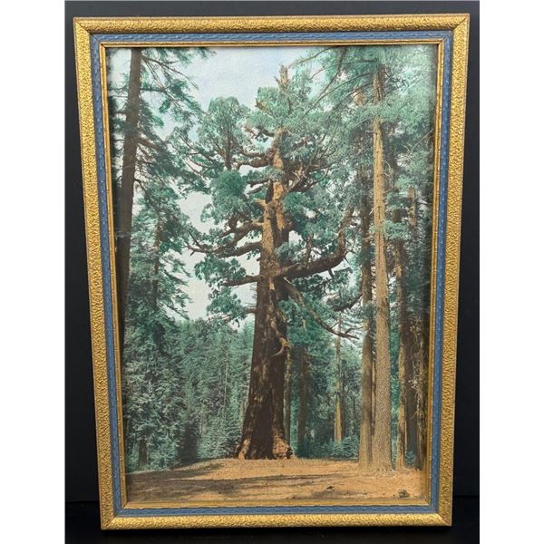 Grizzly Giant Tree Yosemite Park Tinted Photo