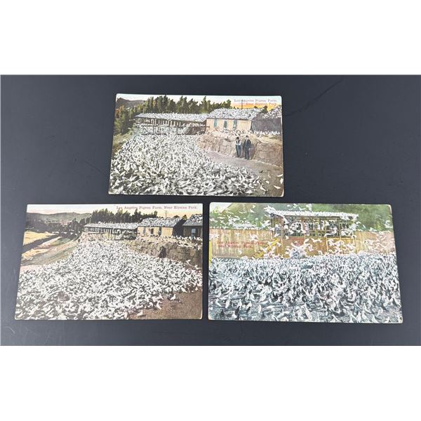 Los Angeles California Pigeon Farm Postcards