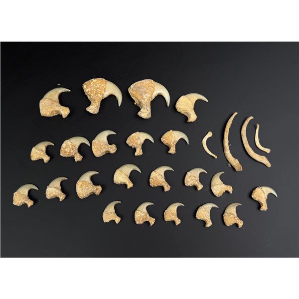 African Lion Claws Montana Residents Only