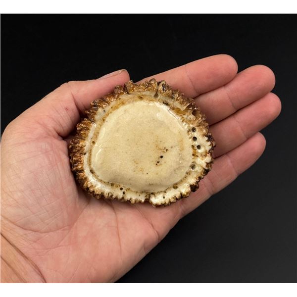 Montana Art and Antler Shop Burr Belt Buckle
