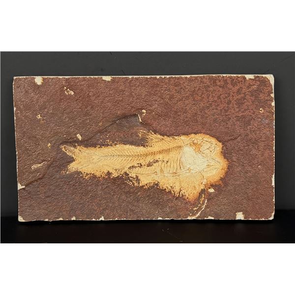 Knightia eocaena Green River Formation Fish Fossil