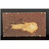 Image 1 : Knightia eocaena Green River Formation Fish Fossil