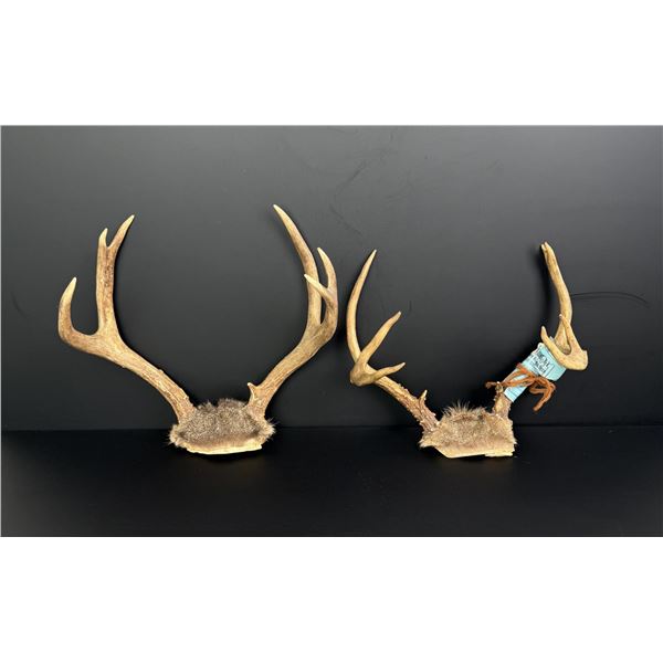 California Taxidermy Blacktail Deer Horns