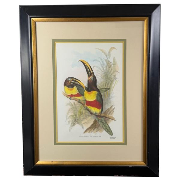 John Gould Chestnut-eared Aracari Lithograph