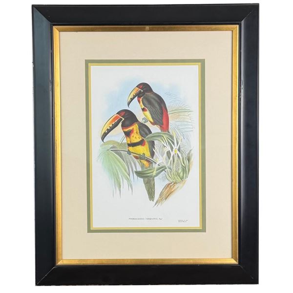 John Gould Collared Aracari Lithograph
