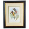 Image 1 : John Gould Collared Aracari Lithograph