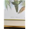 Image 4 : John Gould Collared Aracari Lithograph