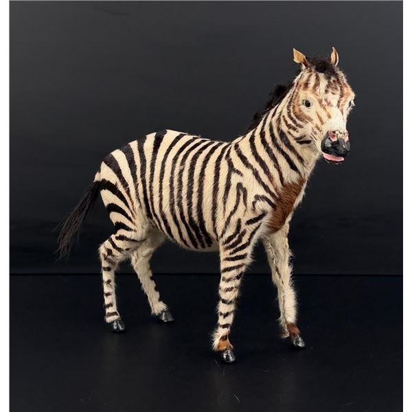 Horsehair Covered Zebra
