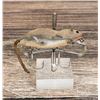 Image 1 : Heddon Meadow Mouse Fishing Lure