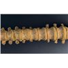 Image 10 : Antique Human Medical Spinal Column