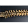 Image 15 : Antique Human Medical Spinal Column