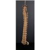Image 1 : Antique Human Medical Spinal Column