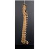 Image 2 : Antique Human Medical Spinal Column