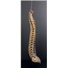 Image 3 : Antique Human Medical Spinal Column