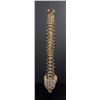 Image 4 : Antique Human Medical Spinal Column