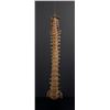 Image 7 : Antique Human Medical Spinal Column