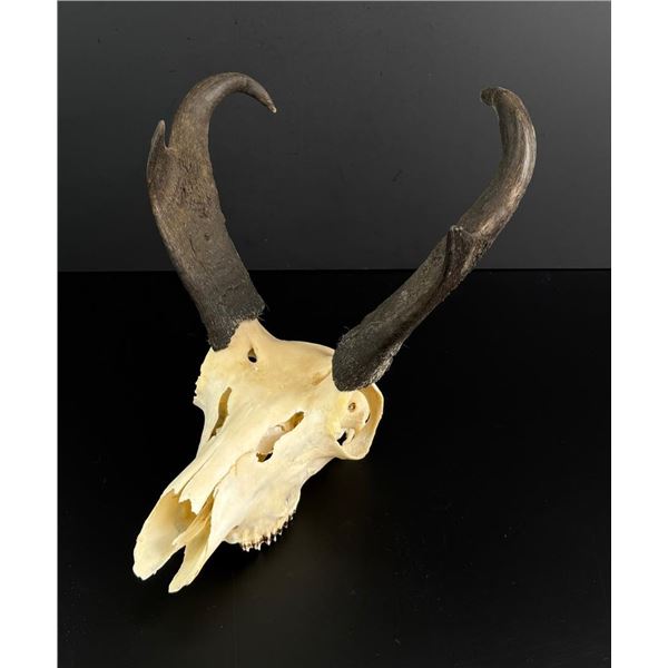 Montana Pronghorn Antelope Skull Taxidermy
