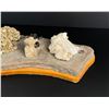 Image 7 : Collection of Rocks Fossils and Minerals