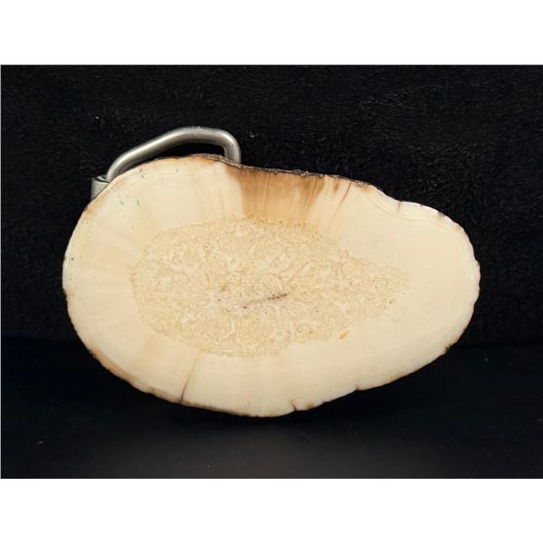 Fossilized Walrus Ivory Belt Buckle