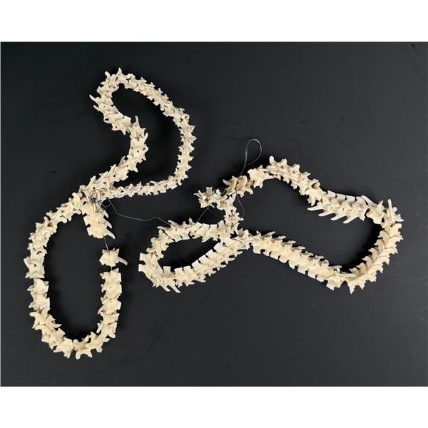 Collection of Snake Vertebrae