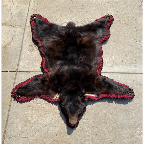 Montana Taxidermy Black Bear Rug