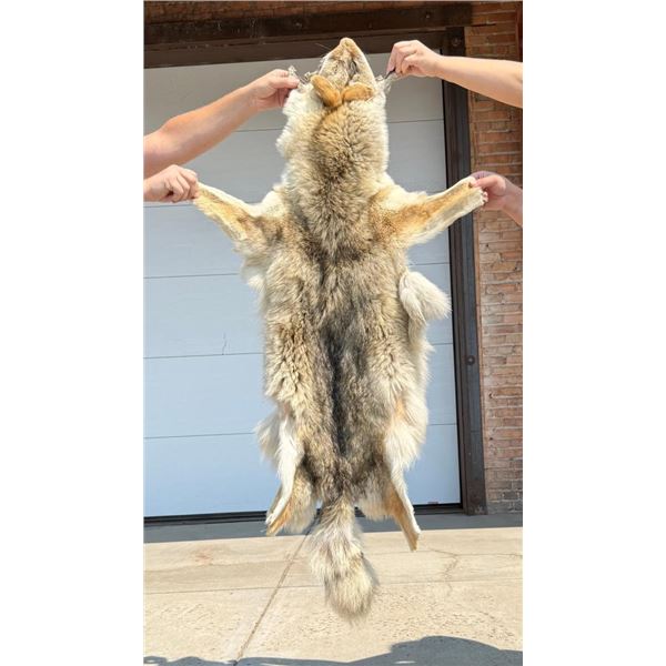 Montana Taxidermy Coyote Pelt Hide