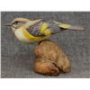 Image 5 : WOOD CARVING (LAWRENCE PACHECO)