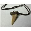 Image 1 : Shark Tooth Pendant Necklace w/ Chain