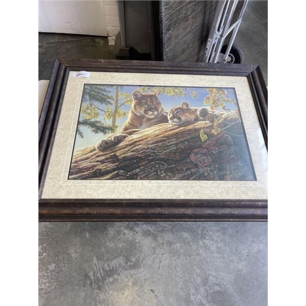 43" X 33" COUGAR FRAMED PRINT SIGNED KALON GAUGHAN