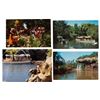 Image 1 : A Collection of Disneyland Jungle Cruise Postcards.