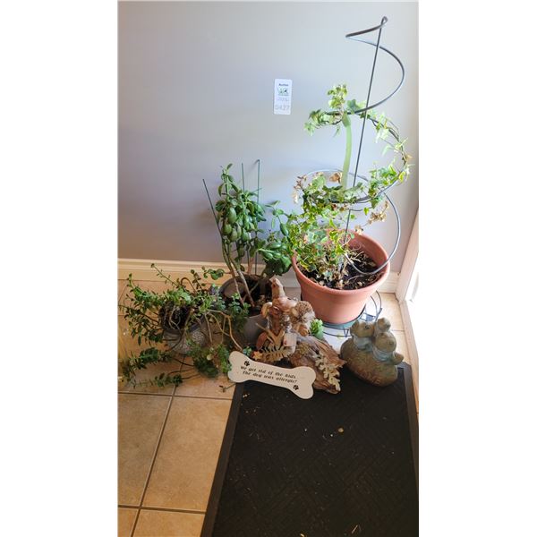 Live Plants A