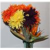 Image 2 : AMAZING + BRIGHT FLOWERS