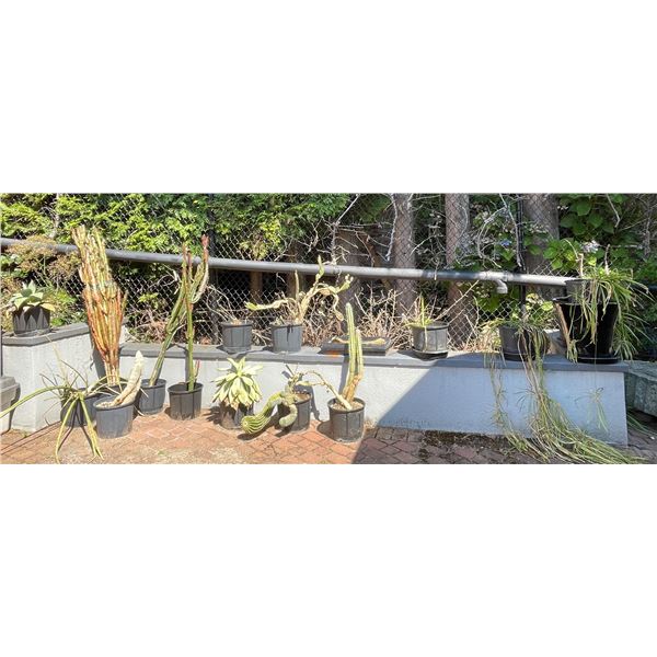 Large Group of Assorted Plants - Cactus, Etc