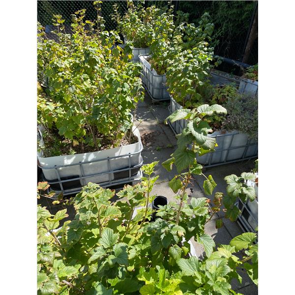 Large Group of Approx. 9 Planters Beds (47.5W x 40.5D x 21H)