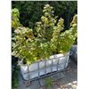Image 2 : Large Group of Approx. 9 Planters Beds (47.5W x 40.5D x 21H)